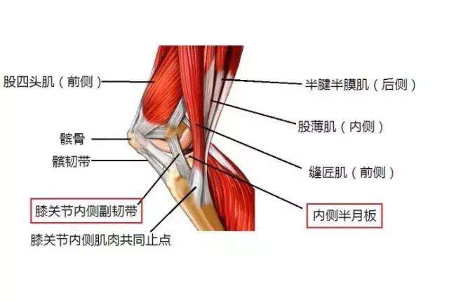 膝關節韌帶損傷簡介:膝關節內有前,後十字韌帶(又稱交叉韌帶),前十字